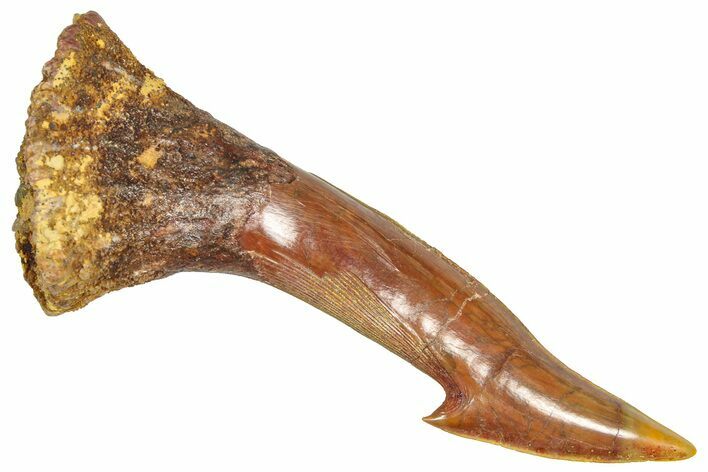 Fossil Sawfish (Onchopristis) Rostral Barb - Morocco #366699